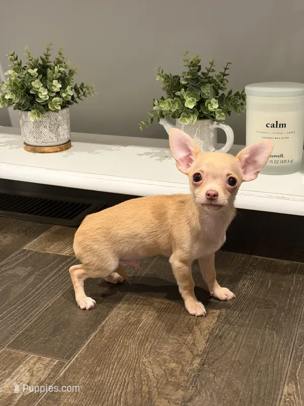 Diego  – Chihuahua puppy on hold in Athens, TN