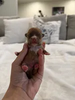 Manny the Mammoth , a male Chihuahua for sale in Athens, TN – 2 of 5