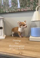 Granny (tiny puppy), a female Chihuahua for sale in Athens, TN – 4 of 4