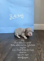 Rocky (medium size), a male Chihuahua for sale in Athens, TN – 4 of 10