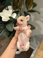Dot (small puppy) , a female Chihuahua for sale in Athens, TN – 1 of 8