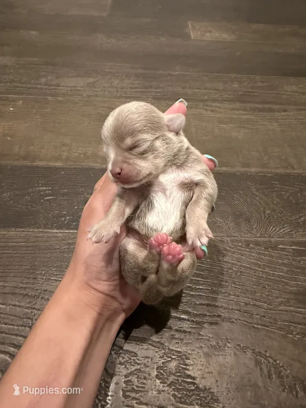 Rocky  – Chihuahua puppy for sale in Athens, TN