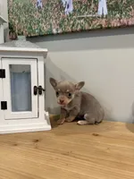 Rocky (medium size), a male Chihuahua for sale in Athens, TN – 2 of 10