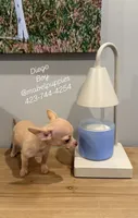 Diego , a male Chihuahua for sale in Athens, TN – 3 of 7