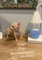Diego , a male Chihuahua for sale in Athens, TN – 2 of 7