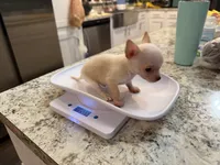 Duke, a male Chihuahua for sale in Athens, TN – 2 of 10