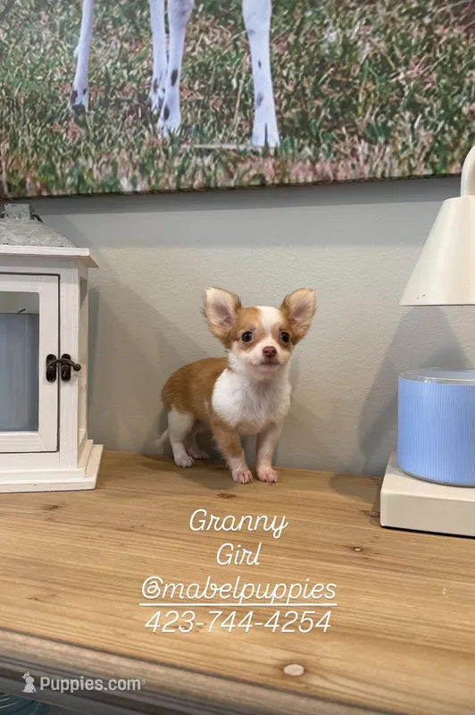 Granny (tiny puppy) – Chihuahua puppy for sale in Athens, TN