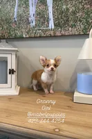 Granny (tiny puppy), a female Chihuahua for sale in Athens, TN – 1 of 4