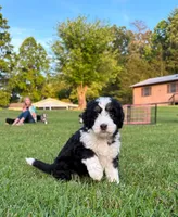 Jane, a female Aussiedoodle and Bernedoodle for sale in Mills River, NC – 8 of 8