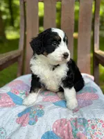 Jane, a female Aussiedoodle and Bernedoodle for sale in Mills River, NC – 5 of 8