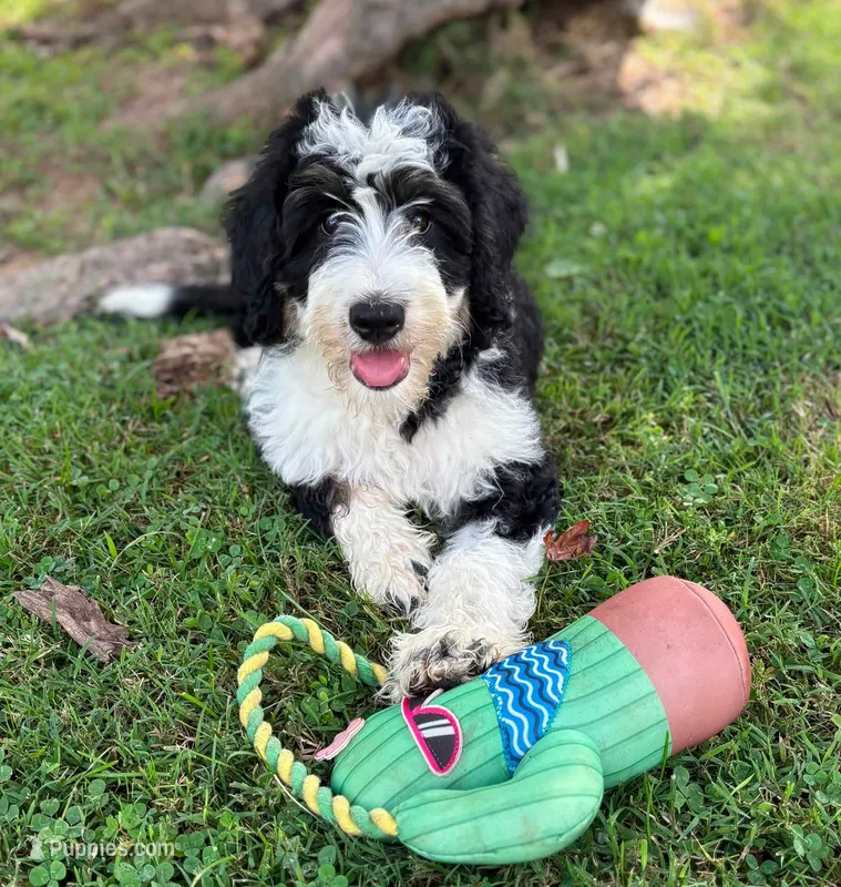 Jane – Aussiedoodle, Bernedoodle puppy for sale in Mills River, NC