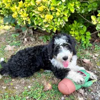 Jane, a female Aussiedoodle and Bernedoodle for sale in Mills River, NC – 2 of 8