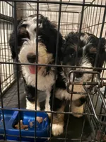 Jane, a female Aussiedoodle and Bernedoodle for sale in Mills River, NC – 6 of 8