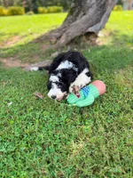 Jane, a female Aussiedoodle and Bernedoodle for sale in Mills River, NC – 3 of 8