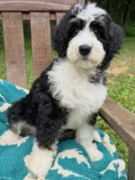 Jane, a female Aussiedoodle and Bernedoodle for sale in Mills River, NC – 4 of 8
