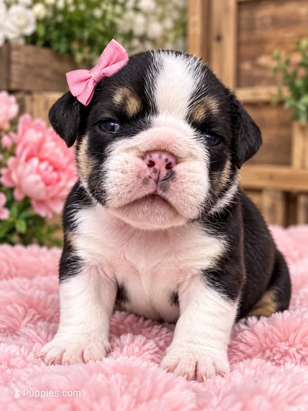 champ female 2 – English Bulldog puppy for sale in Portland, OR
