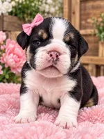 champ female 2, a female English Bulldog for sale in Portland, OR – 1 of 1