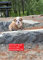 BLUE EYES BEAR , a male English Bulldog for sale in Portland, OR – 3 of 3
