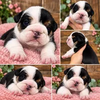 Champ Female 1, a female English Bulldog for sale in Portland, OR – 2 of 2