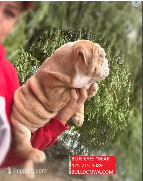 BLUE EYES BEAR  – English Bulldog puppy for sale in Portland, OR