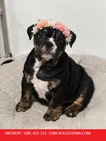 girl snickers , a female English Bulldog for sale in Portland, OR – 3 of 3