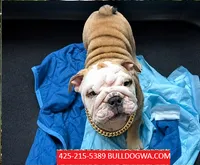 BUUBA, a male English Bulldog for sale in Portland, OR – 2 of 3