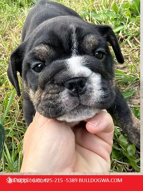 girl snickers  – English Bulldog puppy for sale in Portland, OR