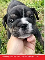 girl snickers , a female English Bulldog for sale in Portland, OR – 1 of 3