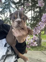 Hersey girl, a female English Bulldog for sale in Portland, OR – Photo 1 of 4