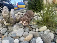 Hersey girl, a female English Bulldog for sale in Portland, OR – Photo 4 of 4