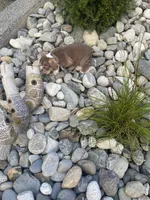 Hersey girl, a female English Bulldog for sale in Portland, OR – Photo 3 of 4