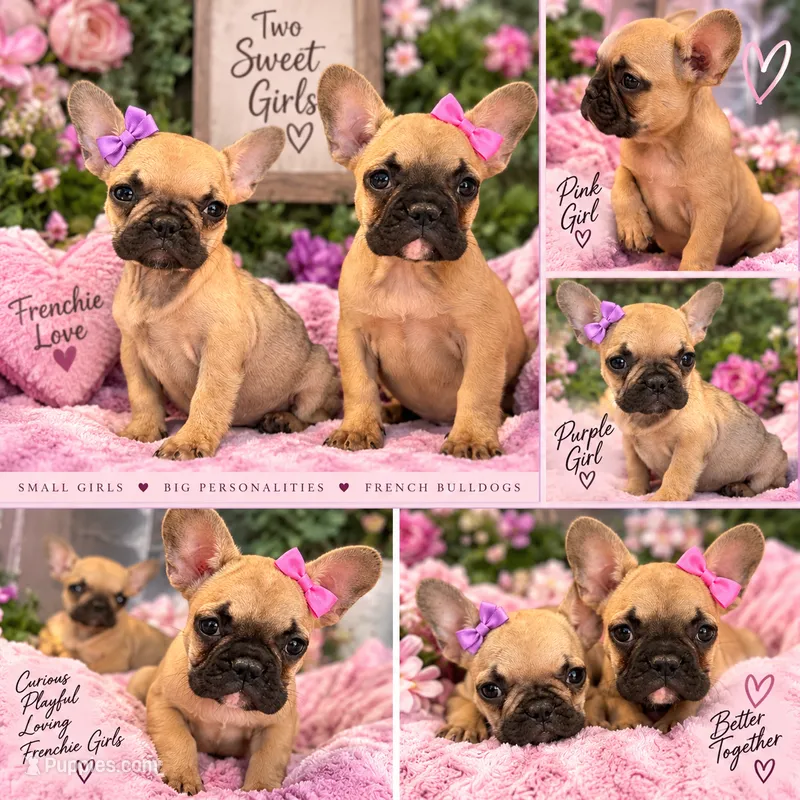 FEMALE #1 PUP – French Bulldog puppy for sale in Portland, OR