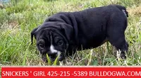 girl snickers , a female English Bulldog for sale in Portland, OR – 2 of 3