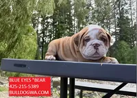 BLUE EYES BEAR , a male English Bulldog for sale in Portland, OR – 2 of 3