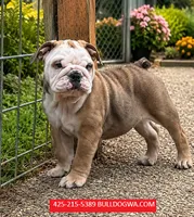 BUUBA, a male English Bulldog for sale in Portland, OR – 3 of 3