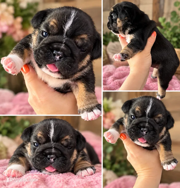 champ female 3 – English Bulldog puppy for sale in Portland, OR
