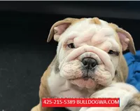 BUUBA, a male English Bulldog for sale in Portland, OR – 1 of 3