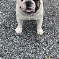 liiter1, a male English Bulldog for sale in Portland, OR – 1 of 1