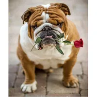 bulldogwa, a female English Bulldog for sale in Portland, OR – Photo 2 of 3