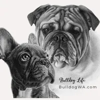 bulldogwa, a female English Bulldog for sale in Portland, OR – Photo 3 of 3