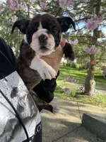 Daisy, a female English Bulldog for sale in Portland, OR – Photo 2 of 3