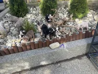 Daisy, a female English Bulldog for sale in Portland, OR – Photo 3 of 3