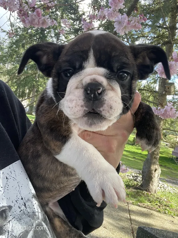 Daisy, a female English Bulldog for sale in Portland, OR – Photo 1 of 3