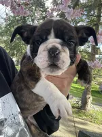 Daisy, a female English Bulldog for sale in Portland, OR – Photo 1 of 3