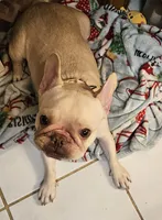 Baby, a female French Bulldog for sale in Spring, TX – 3 of 4
