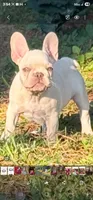Baby, a female French Bulldog for sale in Spring, TX – 2 of 4