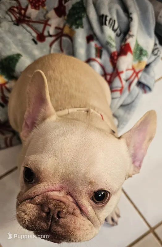 Baby – French Bulldog puppy for sale in Spring, TX