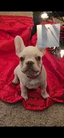 Baby, a female French Bulldog for sale in Spring, TX – 4 of 4