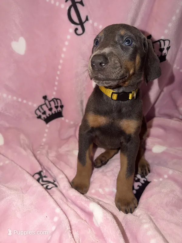 Doberman Pincher – Doberman Pinscher puppy for sale in Fresno, CA