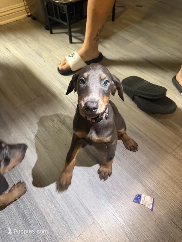 Doberman Pincher – Doberman Pinscher puppy for sale in Fresno, CA